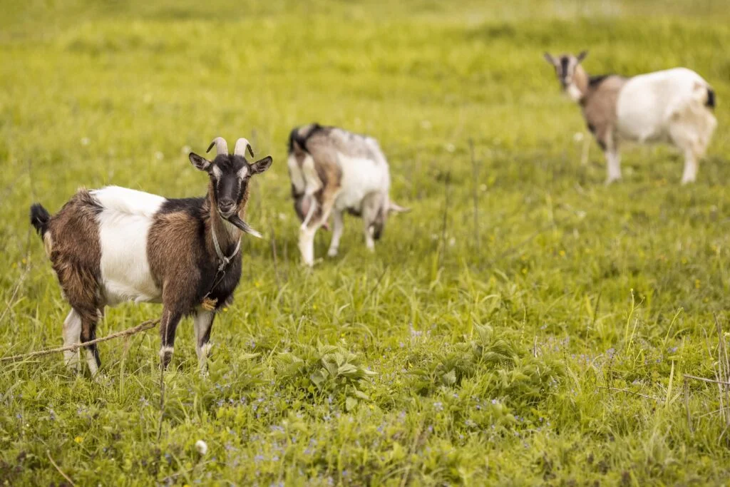 Pellets de Alfalfa
