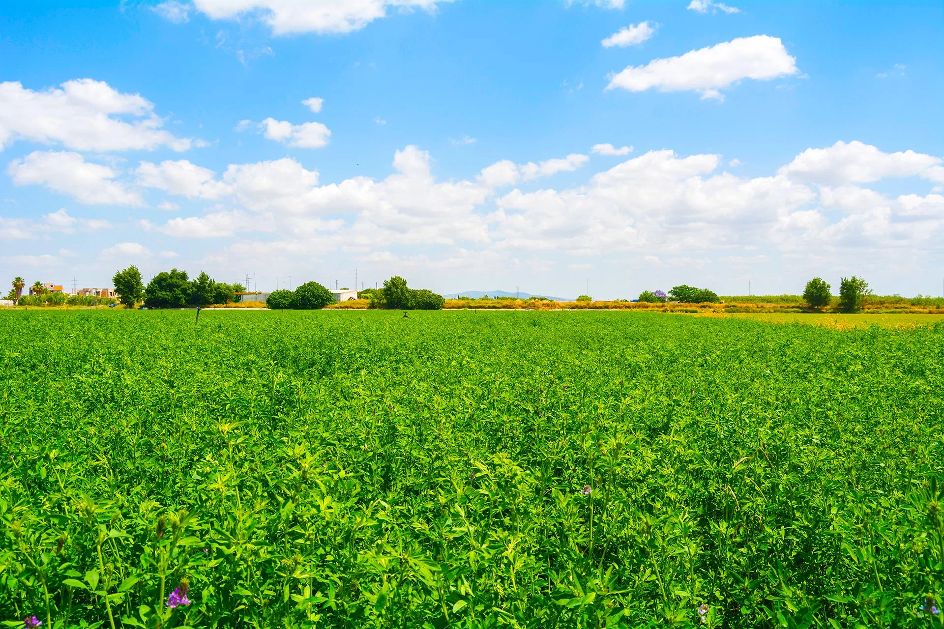 Productos de Alfalfa